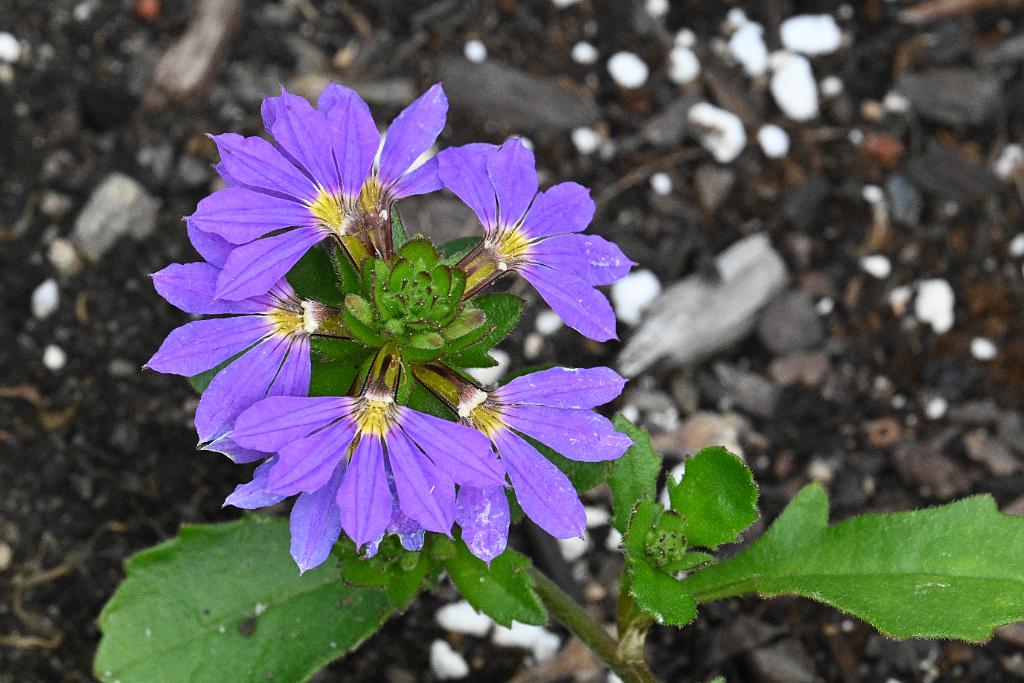 2025-07119529 Tower Hill Botanic Garden, MA.JPG - Fan FLower (Scaevola aemula). New England Botanic Garden at Tower Hill, MA, 7-11-2025